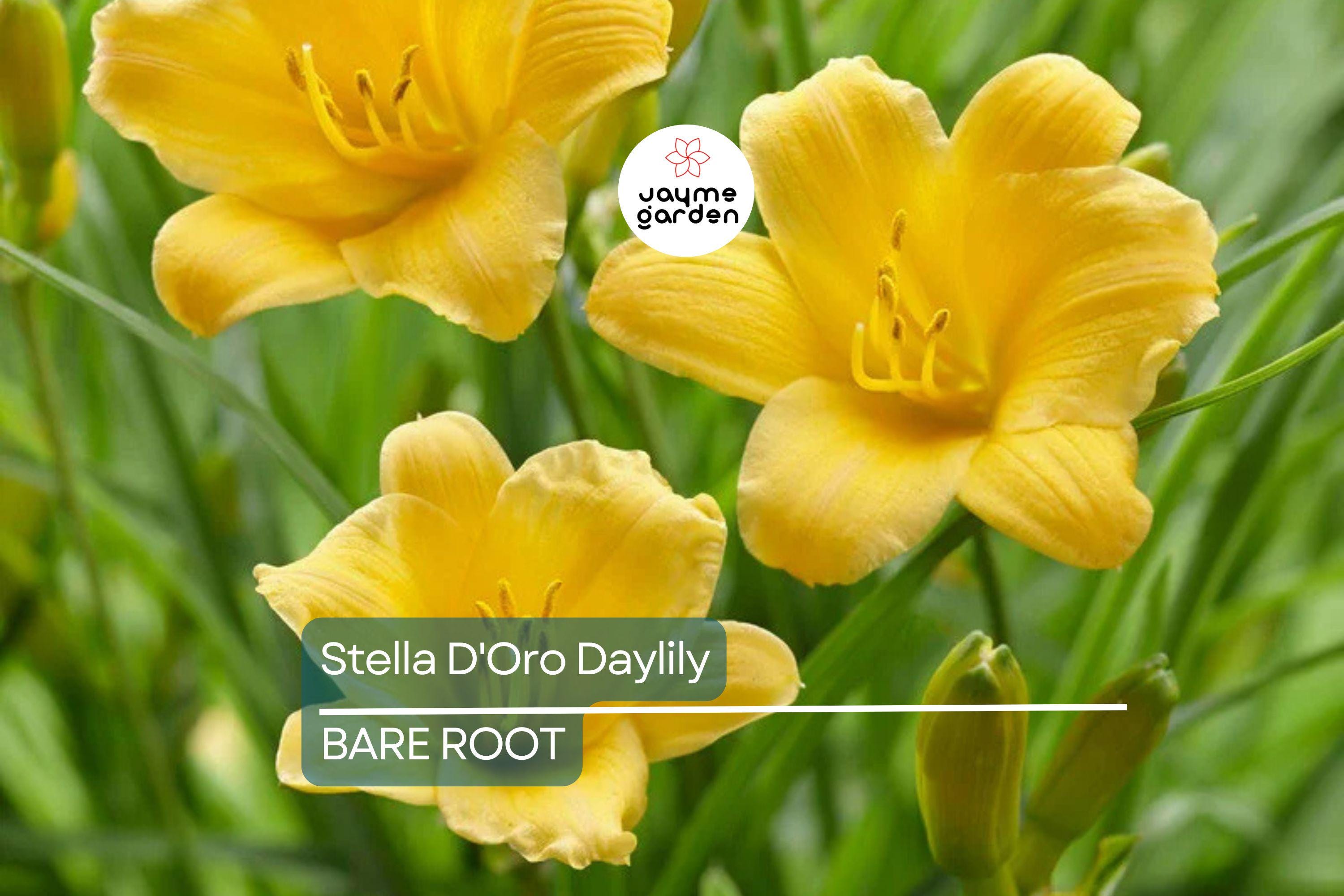 5 Stella D'Oro Daylily Bare Root Plants – Mini Border Lily, Cold Hardy Perennial, Everblooming, Bright Gold Flowers