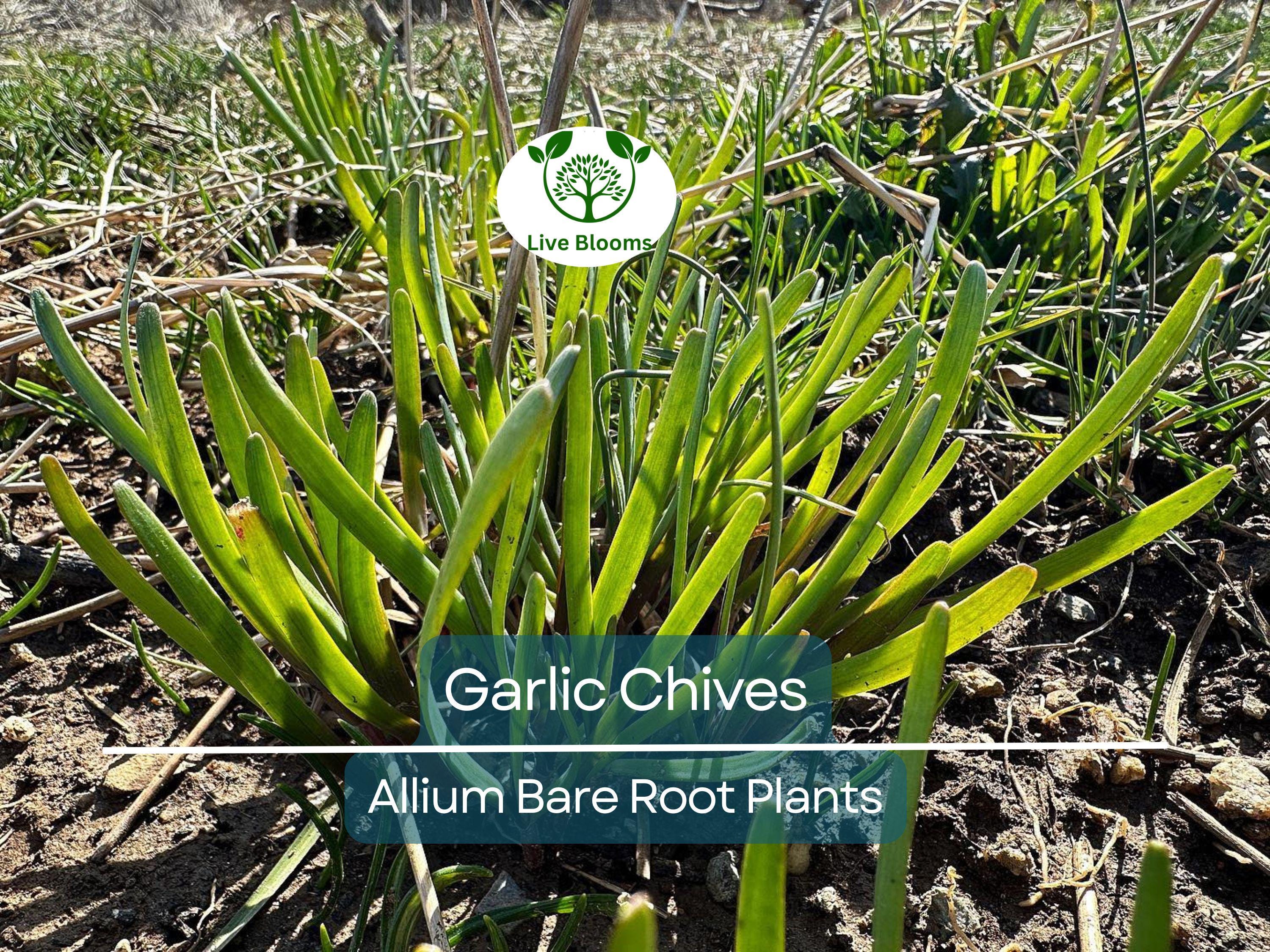 25 Garlic Chives Live Plants – Bare Root Stalks – Edible Herb for Garden or Container – Allium Tuberosum, Easy to Grow