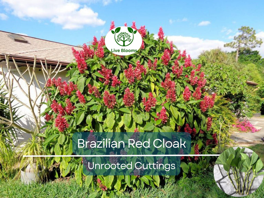 7 Brazilian Red Cloak Unrooted Cuttings 5-8" Easy to Root, Gorgeous Tropical Shrub, Great for Gardens, Landscapes, Privacy Hedge, Organic