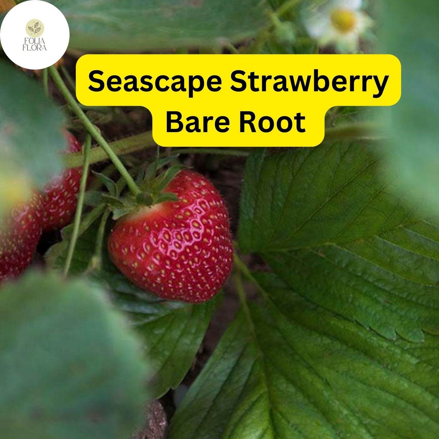 25 Bare Root Pack Seascape Everbearing Strawberry Plants | Sweet, Juicy Berries | Zones 4-9