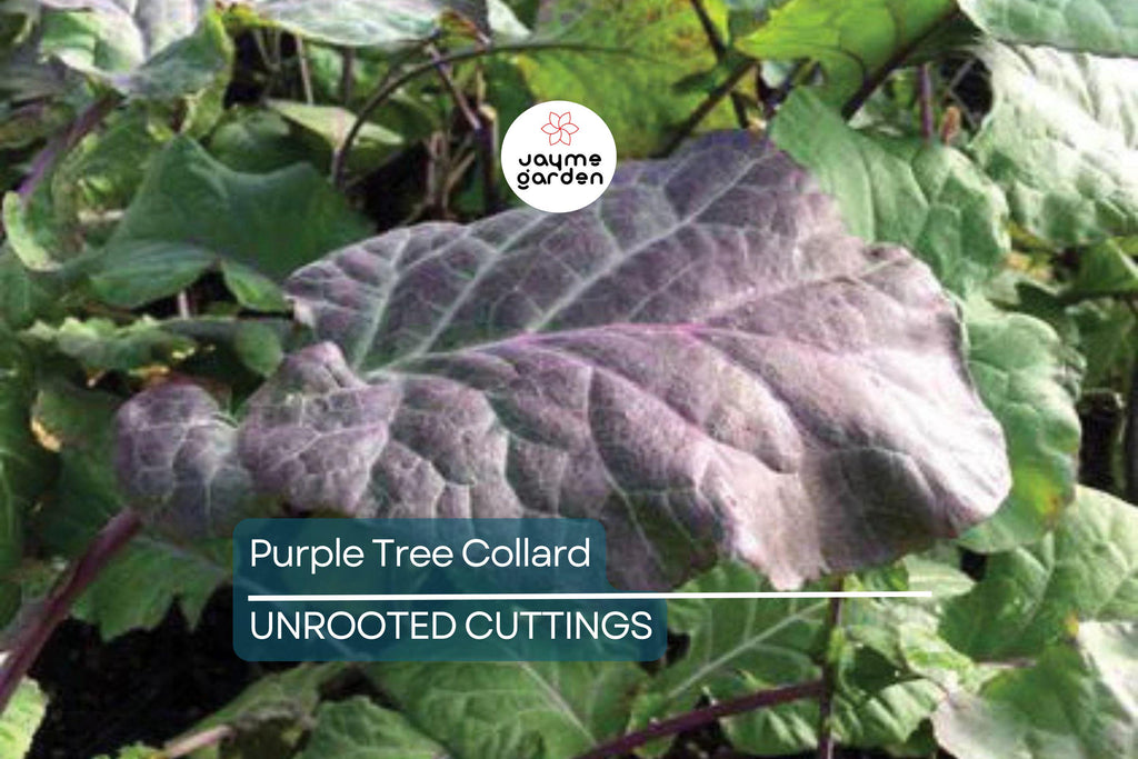 Purple Tree Collard Cuttings (2) – Organic Kale Cutting for Easy Growing, Pesticide-Free