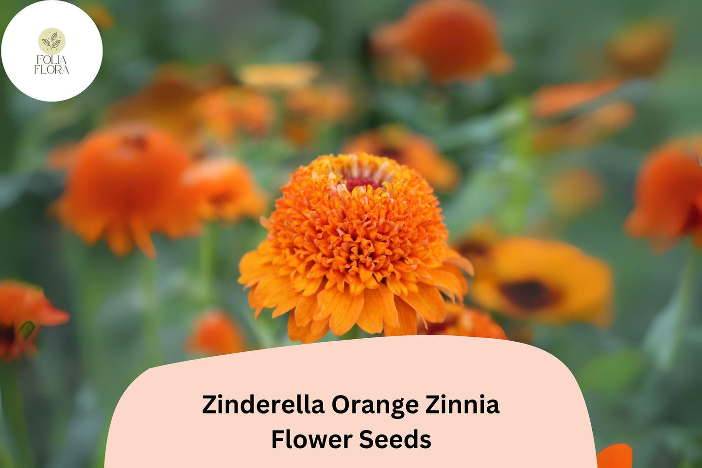 100+ Zinderella Orange Zinnia Seeds – Unique Double Bloom Non-GMO Annual Flowers for Garden Planting & Bouquets