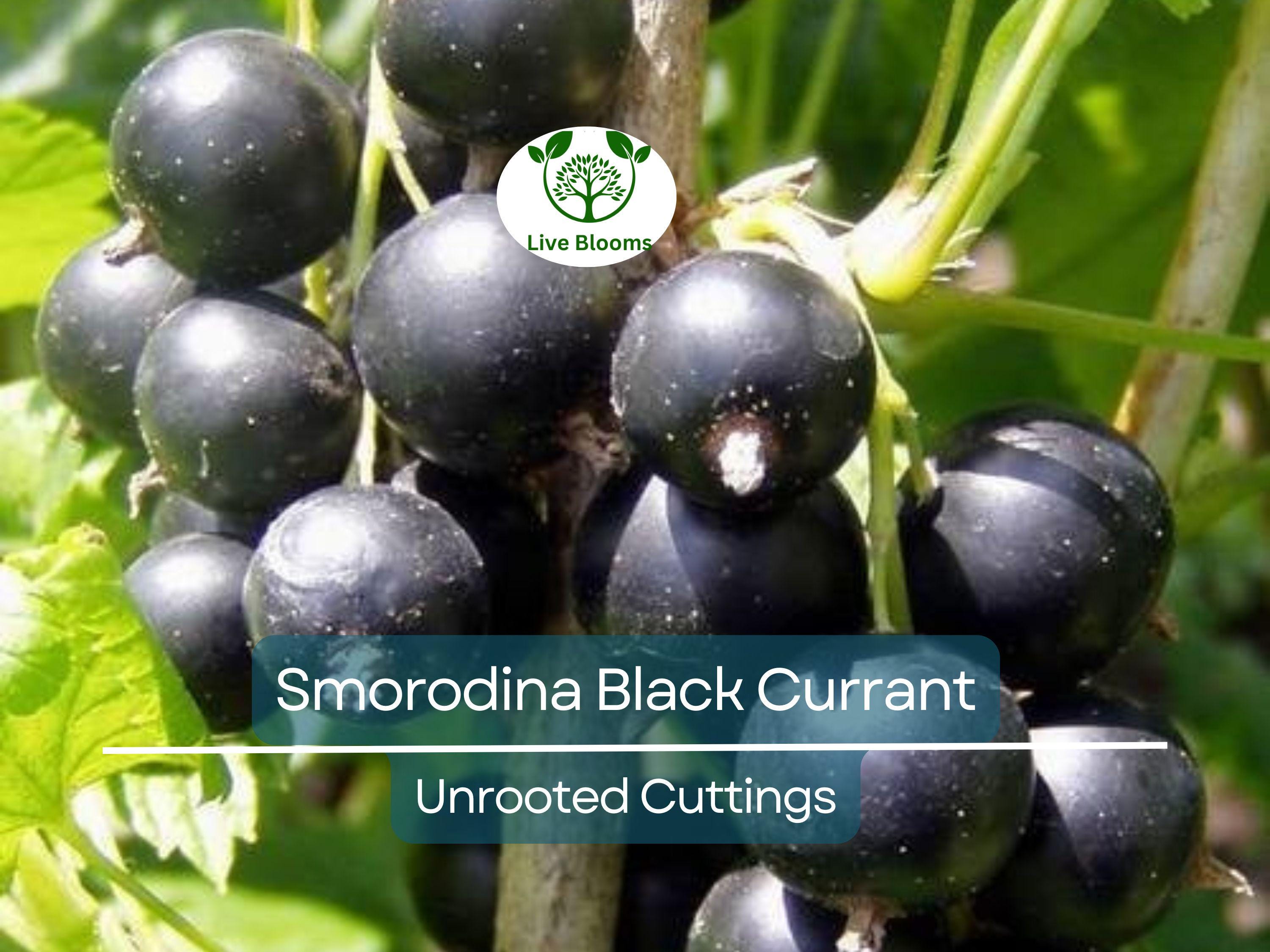 6 Black Currant (Smorodina) Unrooted Cuttings 6-9" Organic, Non-GMO, Fresh, Perfect for Rooting, Fruit Bush, Healthy & Delicious Berries