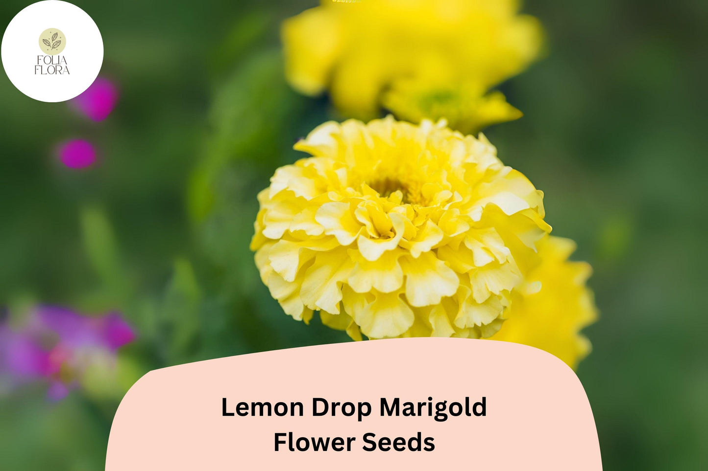 25+ Lemon Drop Marigold Seeds | Tagetes patula | Compact Yellow Blooms | Border, Container & Pollinator-Friendly Garden Planting