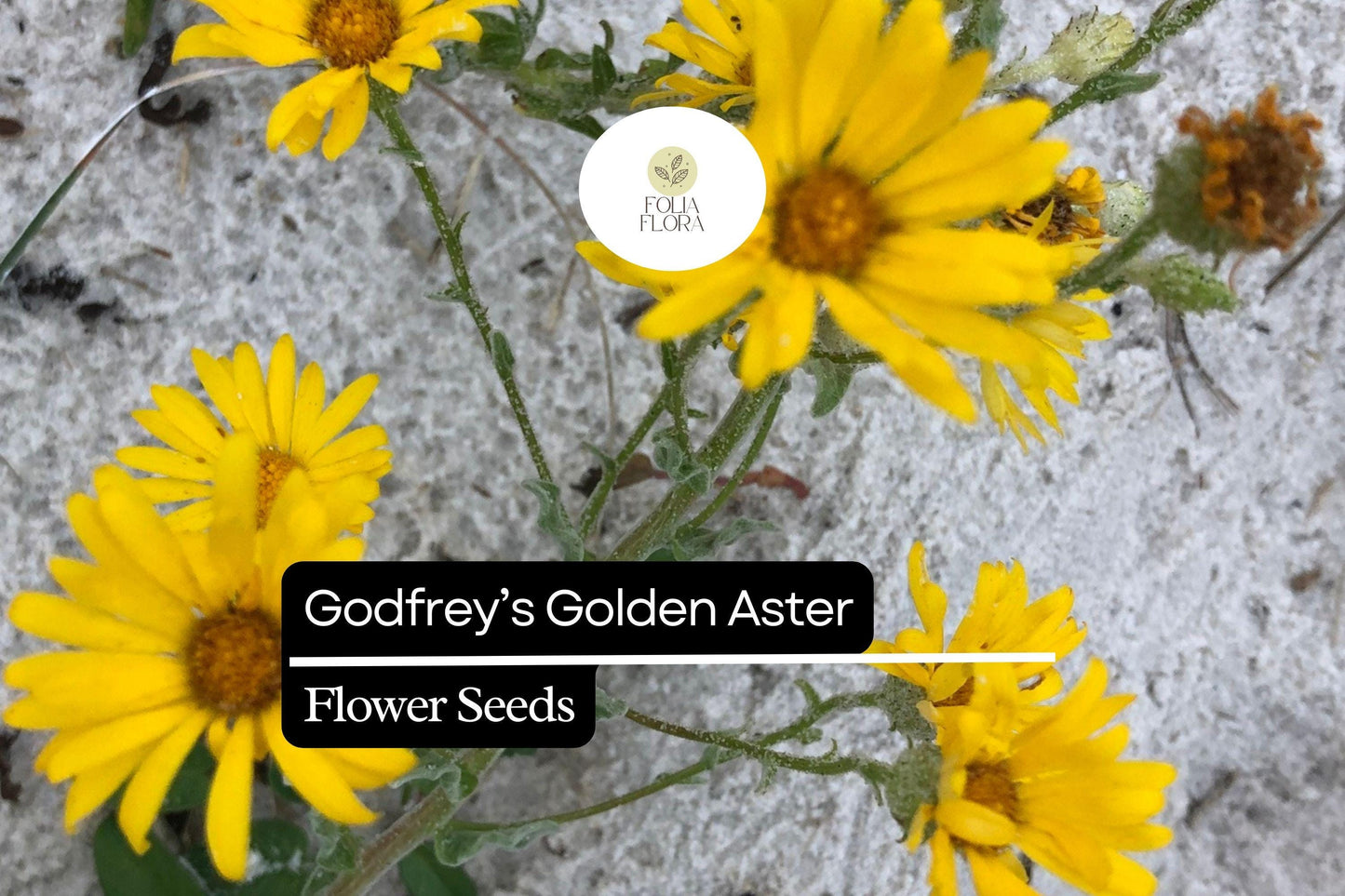 Godfrey’s Golden Aster Seeds (Chrysopsis godfreyi) | 25 Seeds | Rare Native Wildflower for Pollinators