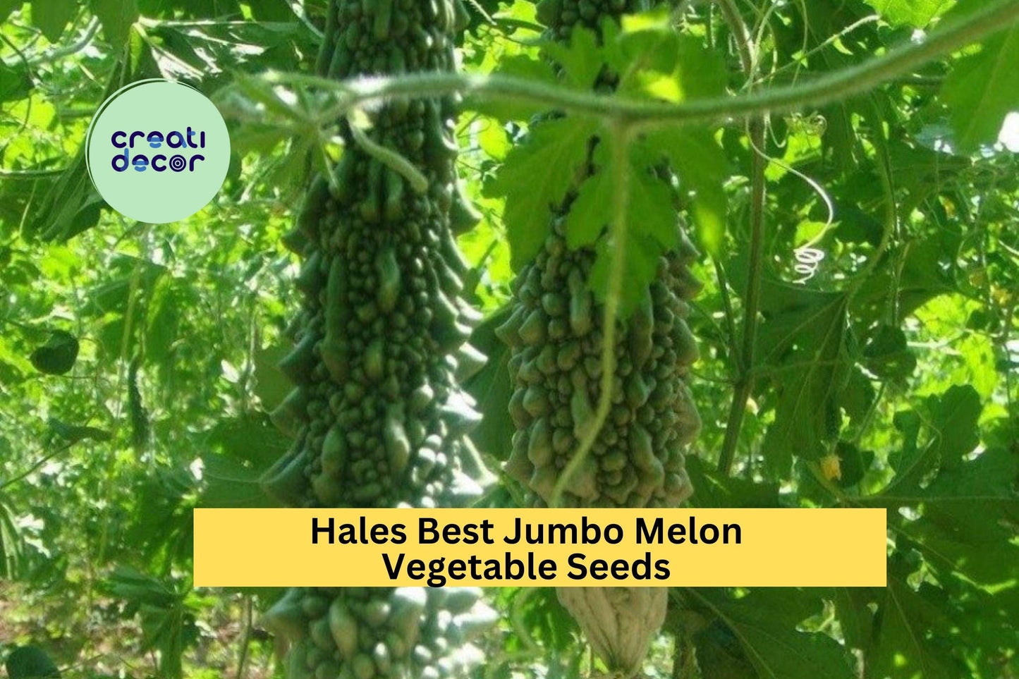 3pcs of 5 Seeds Bitter Melon Dark Jade Hybrid – High-Yield Green Gourd for Tropical and Warm-Climate Gardens Seeds for Planting
