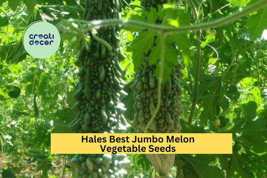 3pcs of 5 Seeds Bitter Melon Dark Jade Hybrid – High-Yield Green Gourd for Tropical and Warm-Climate Gardens Seeds for Planting