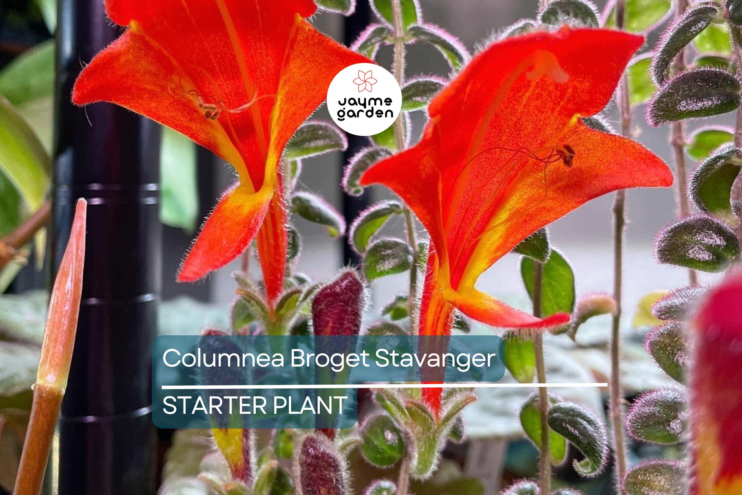 Columnea Broget Stavanger | Goldfish Plant | Lipstick Plant | Red Flowers | 2-Inch Potted Starter Plant