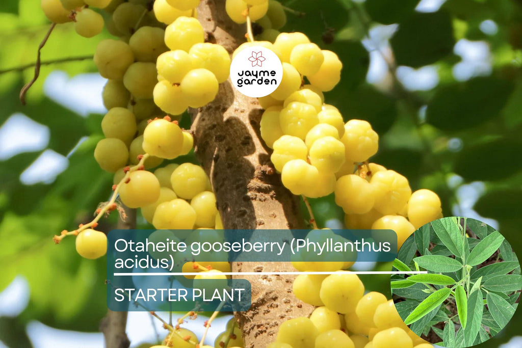 Otaheite Gooseberry Starter Plant - Phyllanthus acidus 1’-2” | Tropical Fruit Tree for Garden