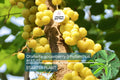 Otaheite Gooseberry Starter Plant - Phyllanthus acidus 1’-2” | Tropical Fruit Tree for Garden