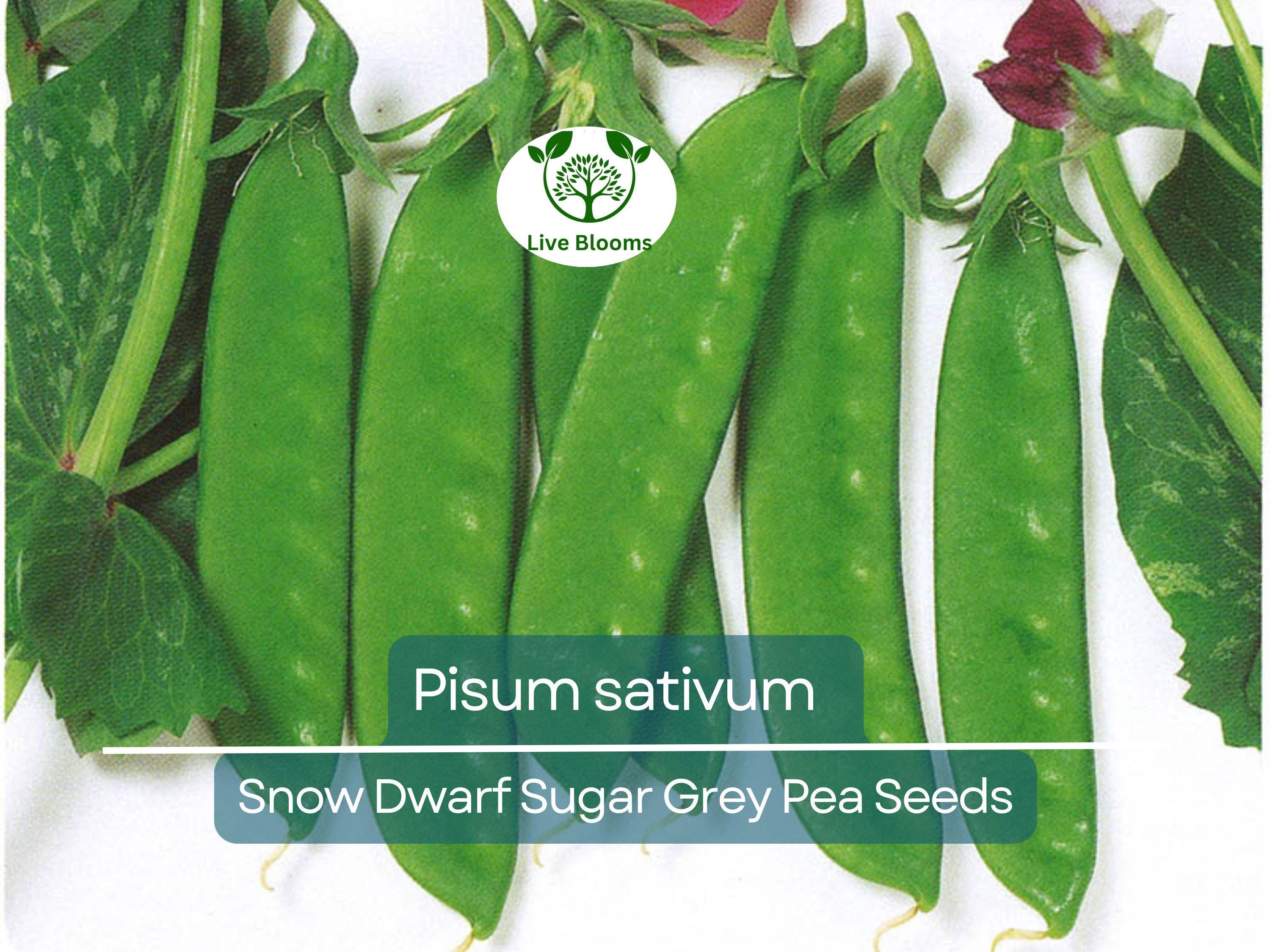 40 Seeds Pea Snow Dwarf Sugar Grey – Pisum sativum | Heirloom Snow Pea Seeds for Planting, Gardening & Crisp Sweet Harvests
