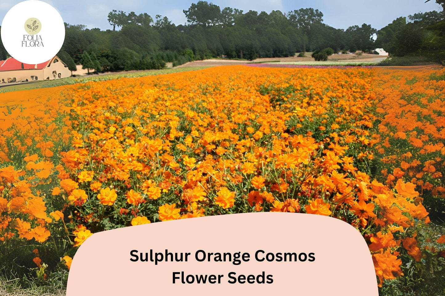 200+ Sulphur Orange Cosmos Seeds | Cosmos sulphureus | Bright Orange Blooms | Easy Annual Flower Seeds for Garden