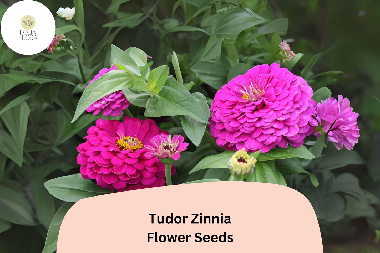 100+ Tudor Zinnia Seeds – Striking Bi-Color Annual Flowers for Garden Planting, Borders & Cut Flower Bouquets