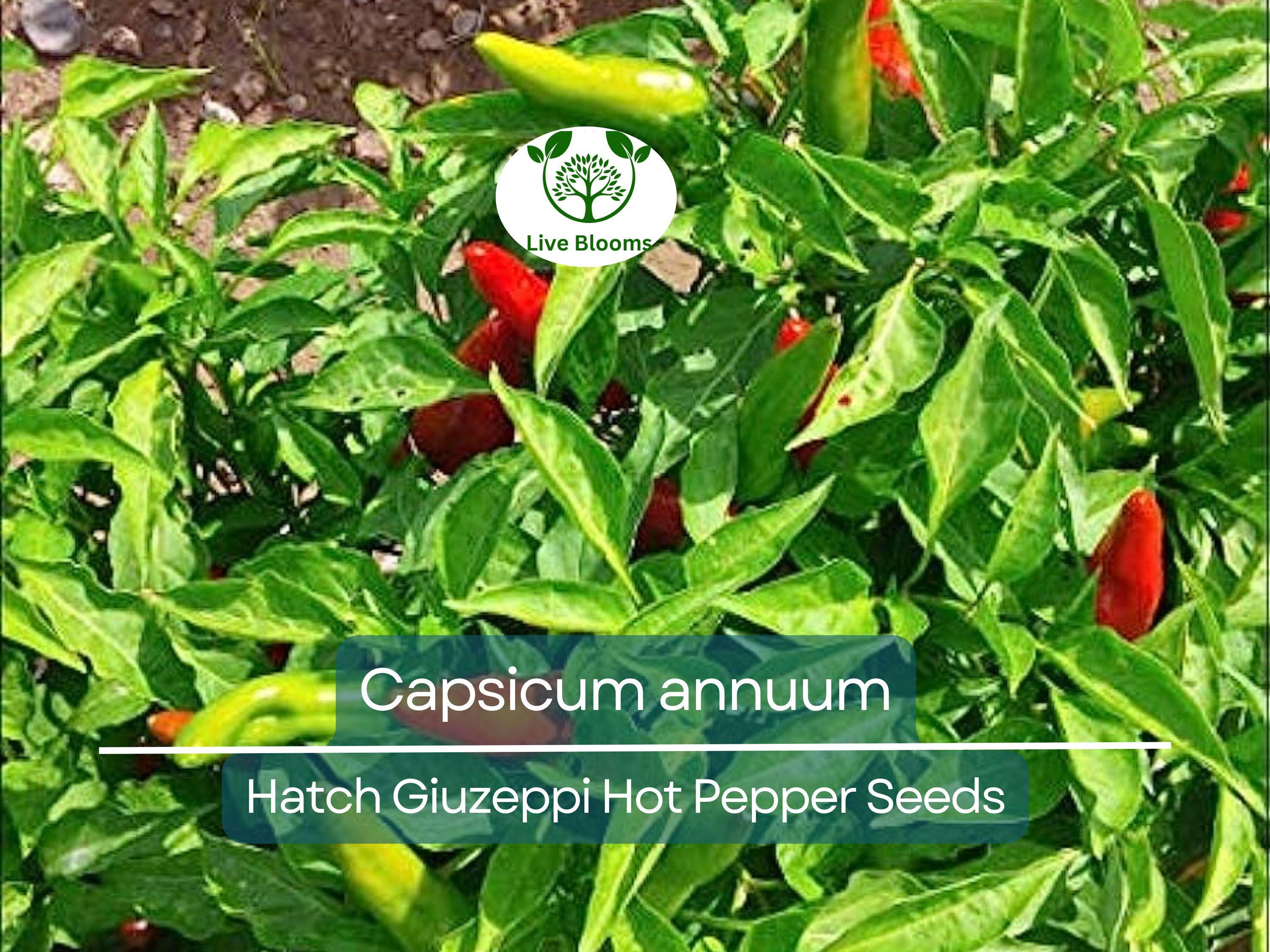 250 mg Seeds Hatch Giuzeppi Hot Pepper – Capsicum annuum | Heirloom Pepper for Planting, Gardening & Flavorful Spicy Harvest