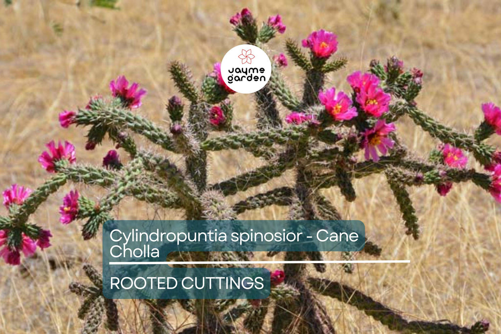 Cylindropuntia Spinosior - Cane Cholla Rooted Cutting | Hardy Cholla Cactus | White Spines & Pink Flowers | Drought-Tolerant