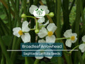 1000 Broadleaf Arrowhead Flower Seeds (Sagittaria Latifolia) | Water Plant, Pond Flower, Native Aquatic Perennial for Gardens