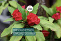 Red Crown of Thorns Cutting | Euphorbia Milii | No Roots | Easy to Grow | Drought-Tolerant | Tropical Succulent | Exotic Blooms