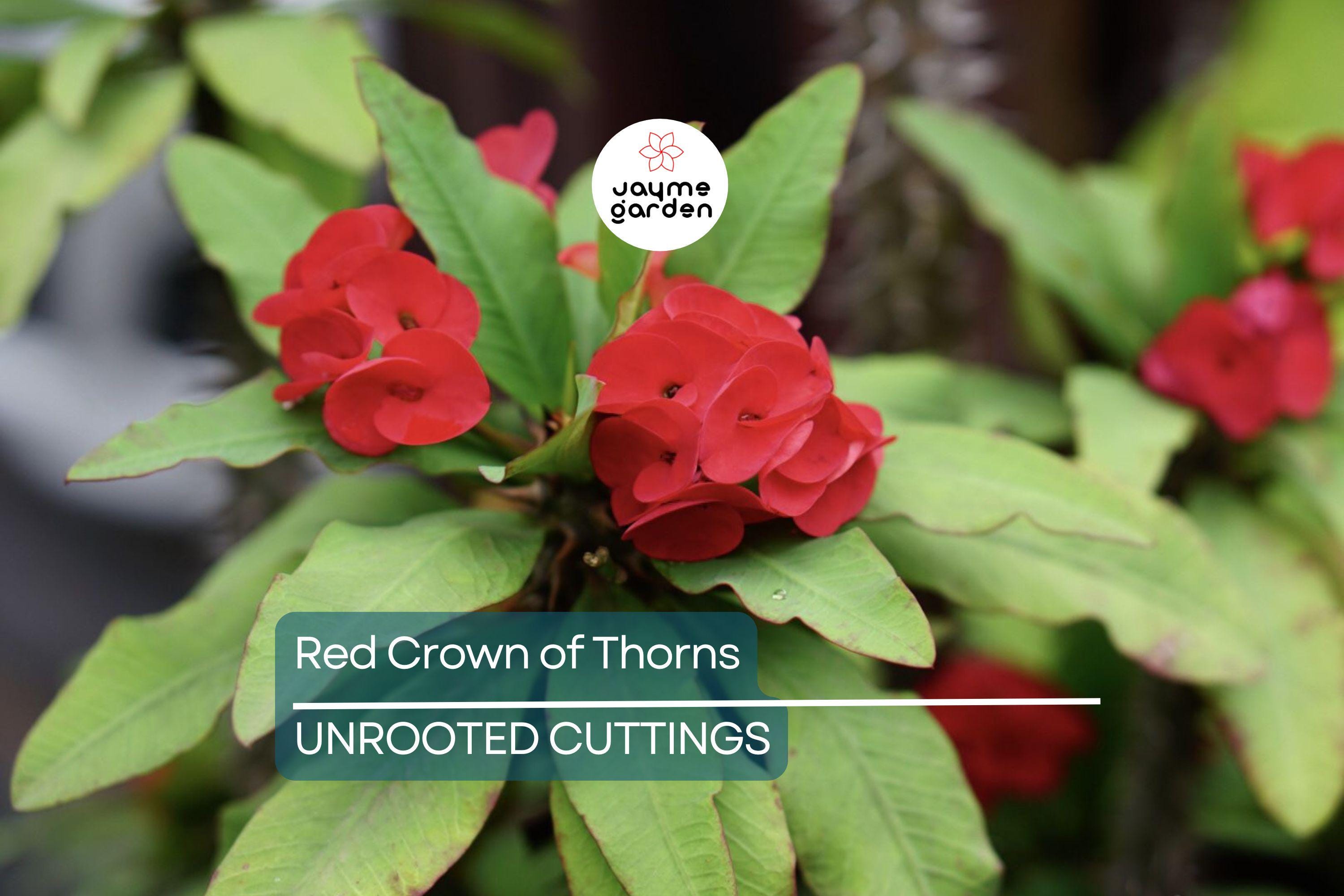 Red Crown of Thorns Cutting | Euphorbia Milii | No Roots | Easy to Grow | Drought-Tolerant | Tropical Succulent | Exotic Blooms