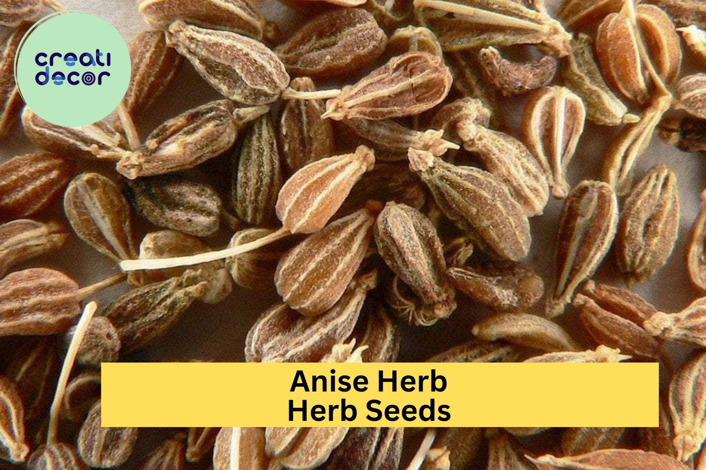 3pcs of 250mg Anise Herb Seeds – Aromatic Licorice-Scented Herb for Culinary & Tea – Easy-Grow Seeds for Planting in Home Gardens