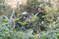 Phaseolus polystachios – Wild Kidney Bean Vine 5 Seeds | Native Perennial Vine | Pollinator Plant | Wildlife-Friendly Legume