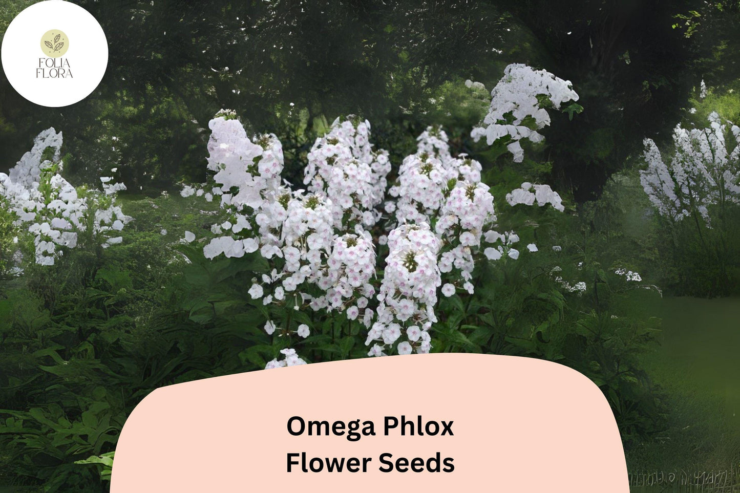 100+ Omega Phlox Seeds – Tall Perennial Garden Flower Seeds, Phlox paniculata