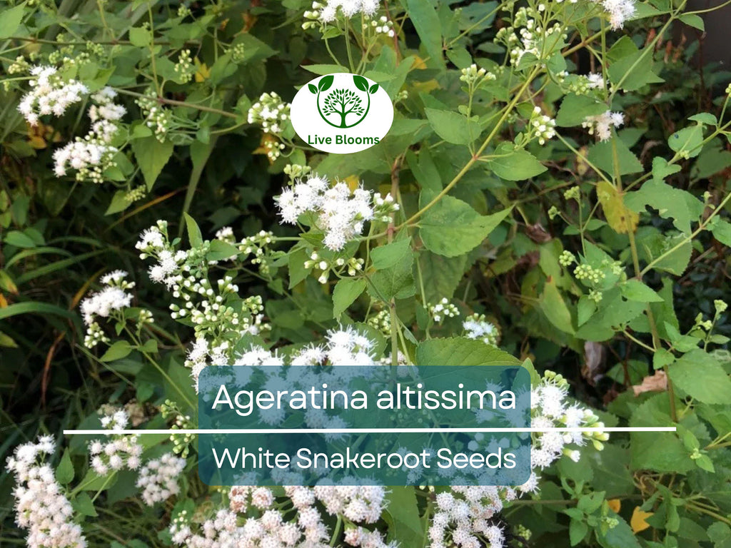 500 Ageratina Altissima White Snakeroot Seeds, Native Perennial, White Flowers, Pollinator-Friendly, Woodland Garden