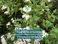 500 Ageratina Altissima White Snakeroot Seeds, Native Perennial, White Flowers, Pollinator-Friendly, Woodland Garden