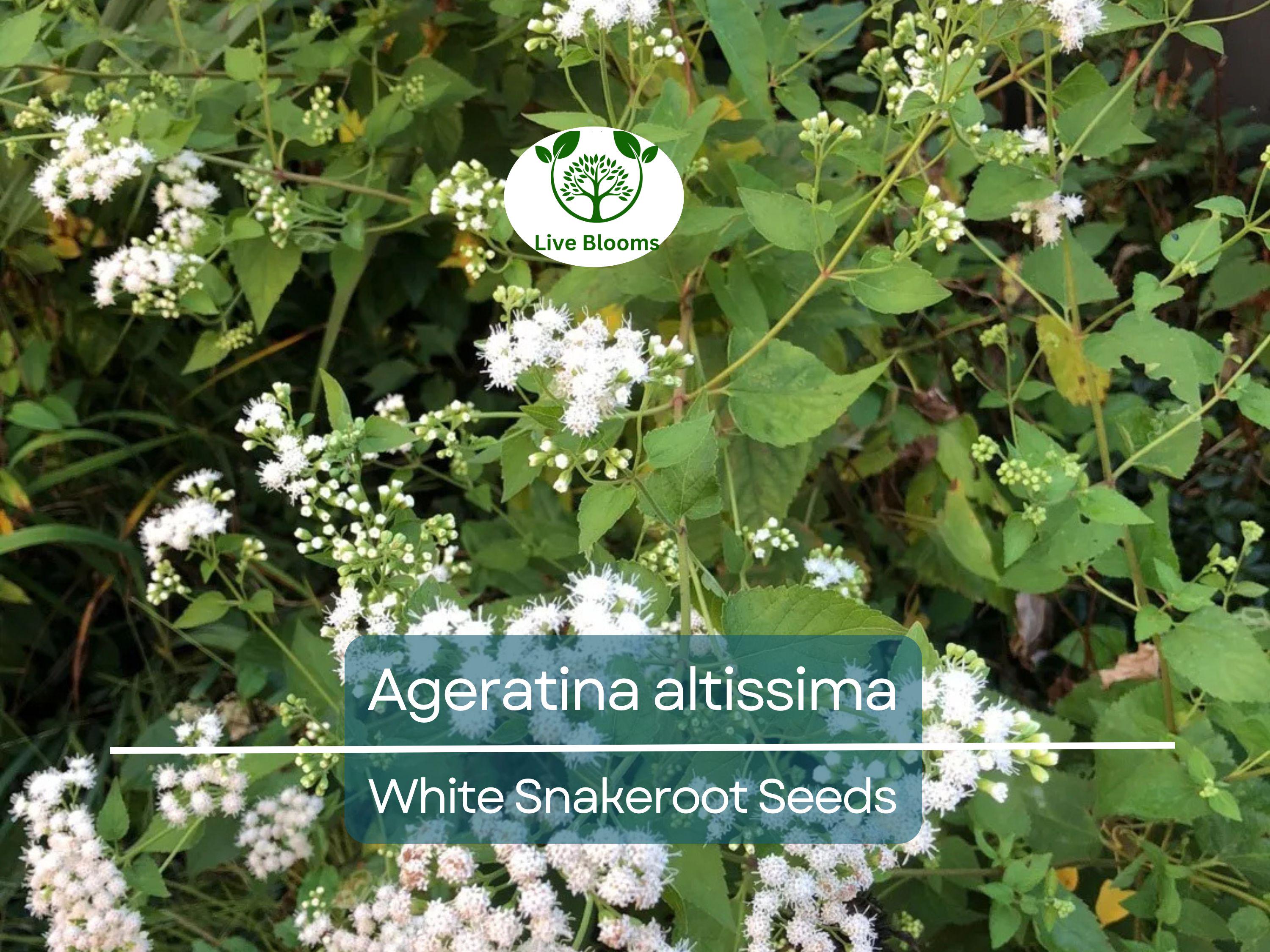 500 Ageratina Altissima White Snakeroot Seeds, Native Perennial, White Flowers, Pollinator-Friendly, Woodland Garden