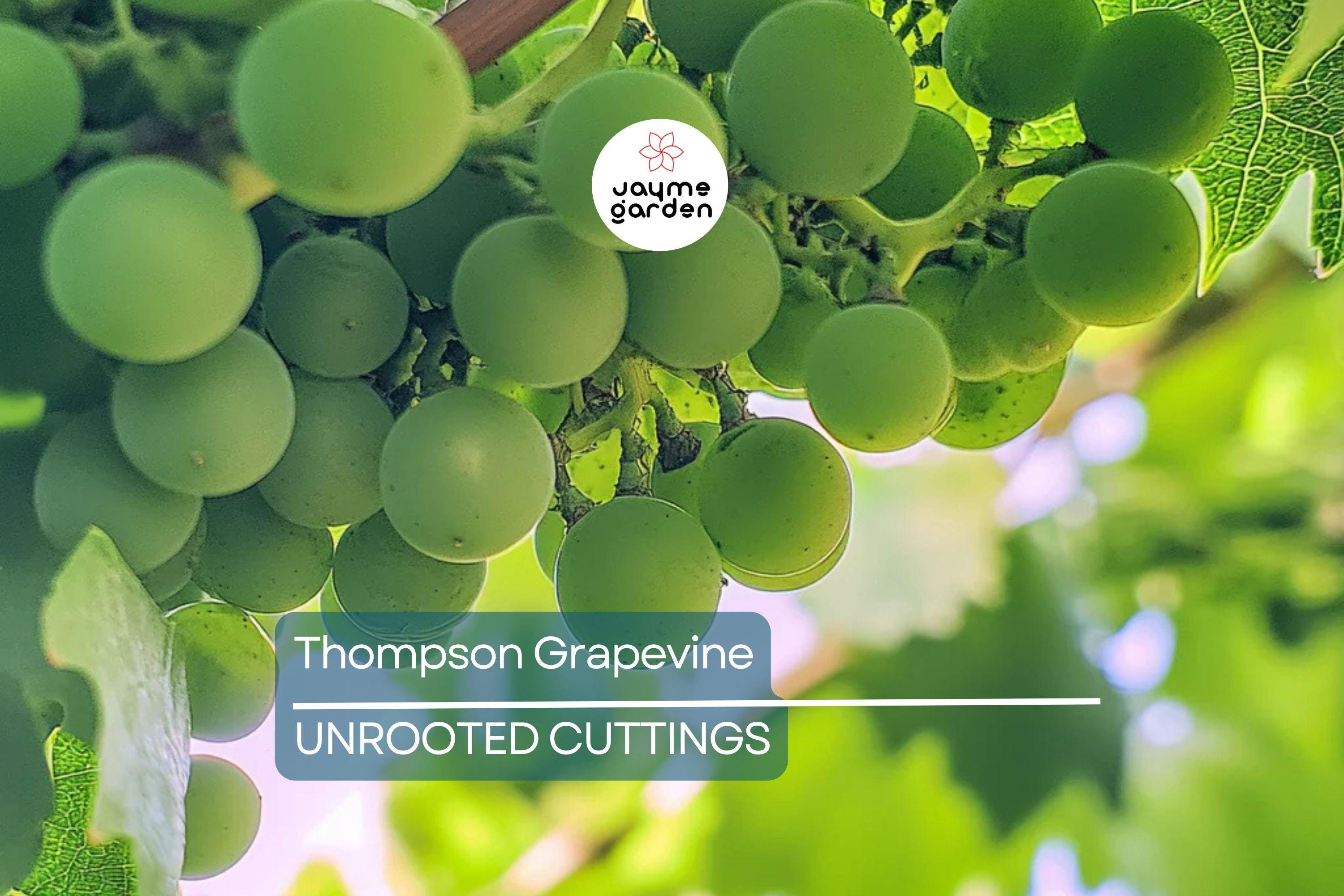12 Thompson Seedless Grapevine Cuttings | Fresh & Rootable | Edible, Cold and Drought Resistant | Fast Growing Vines