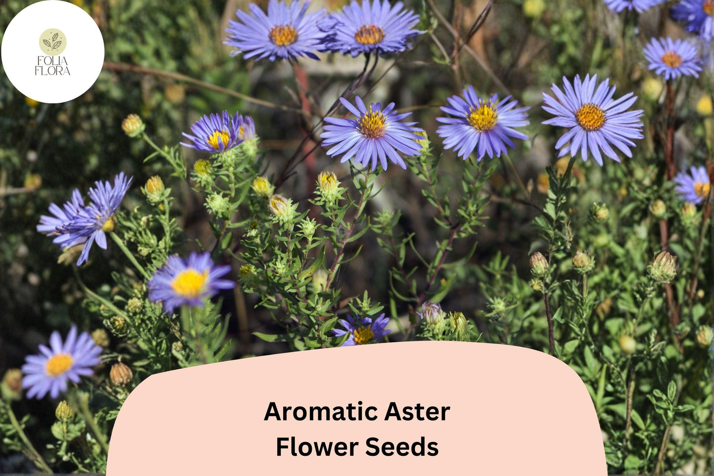 100 Symphyotrichum oblongifolium Seeds | Aromatic Aster | Purple Native Perennial Wildflower for Pollinator Garden