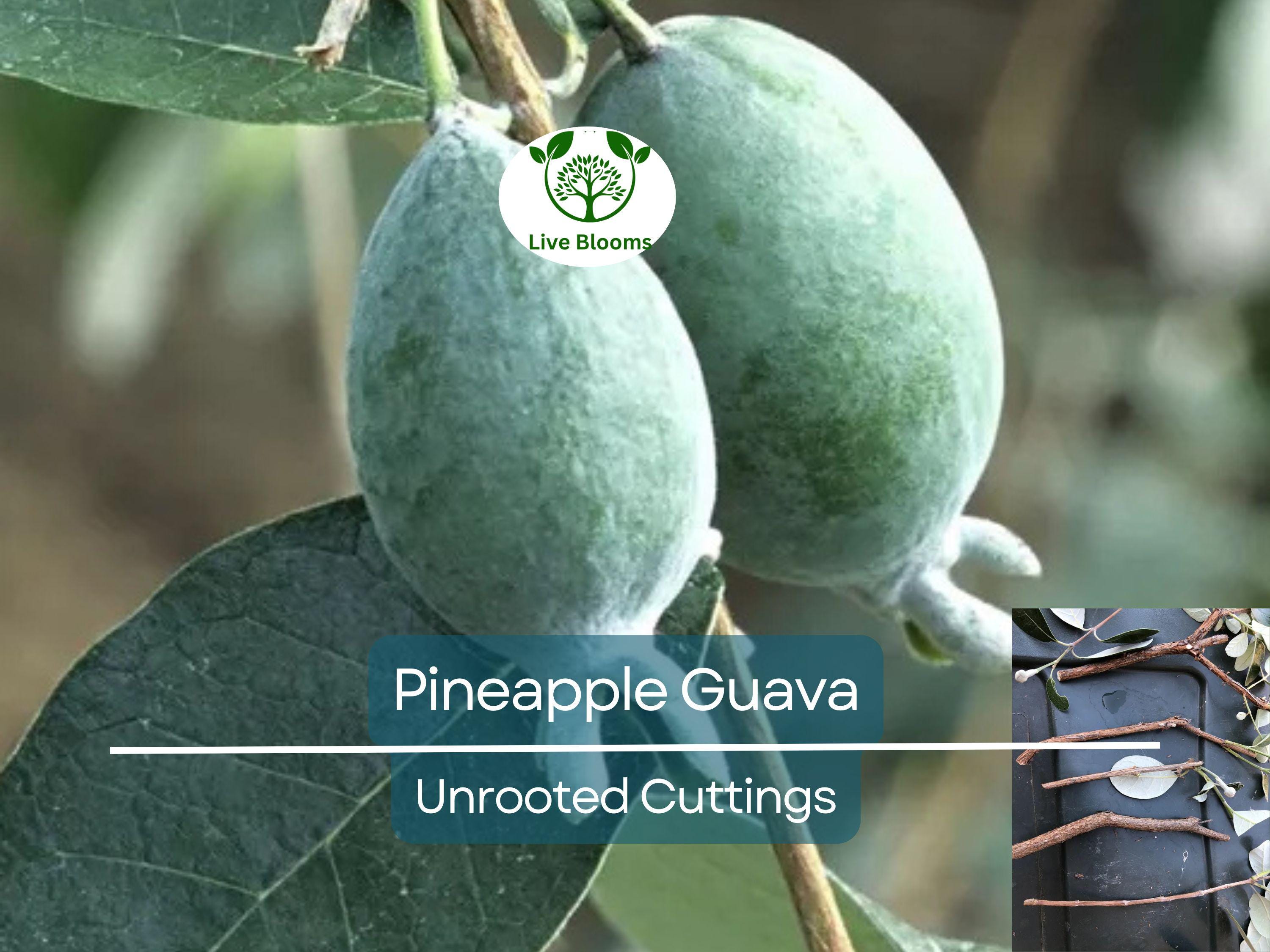 4 Unrooted Cuttings 6-8" Pineapple Guava Tree (Feijoa sellowiana) for Propagation – Tropical Fruit Tree