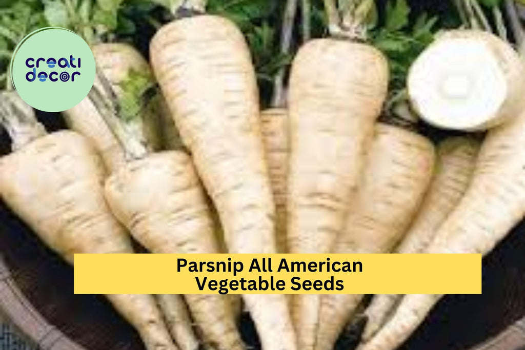 3pcs of 1g Parsnip All American Seeds – Heirloom Root Vegetable for Roasting, Soups & Cool Season Home Gardens Seeds for Planting