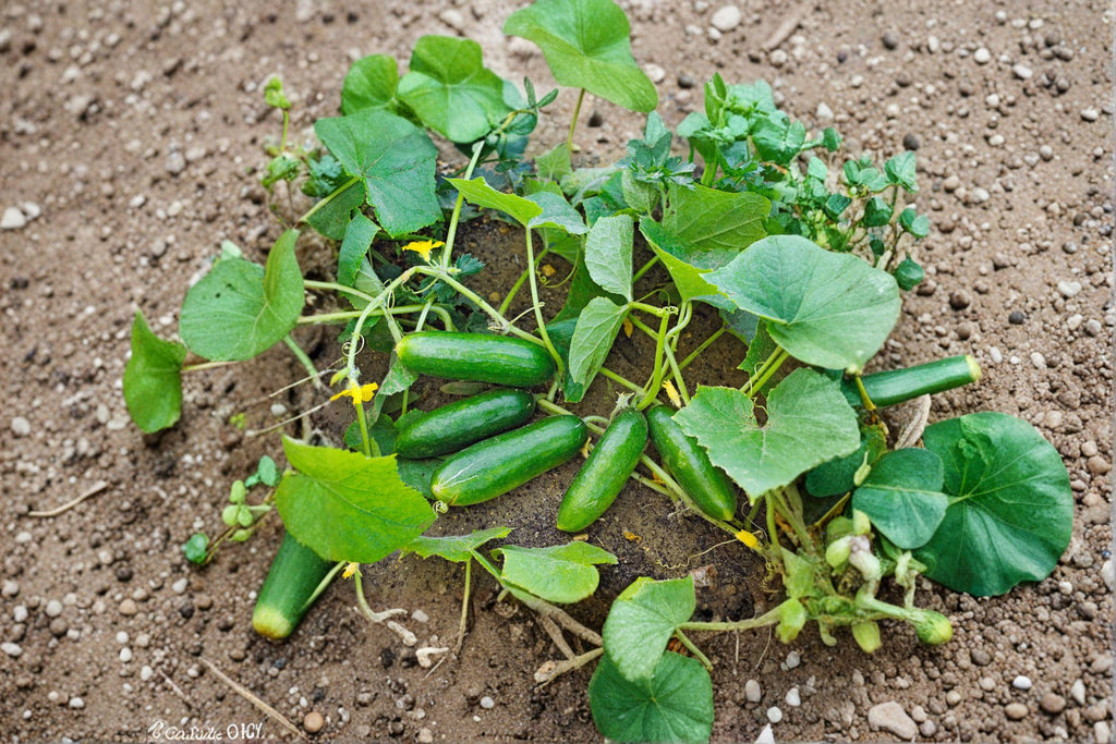 Cucumber – Spacemaster 80 35 Seeds | Compact Bush Cucumber | Perfect for Containers | Early & Productive