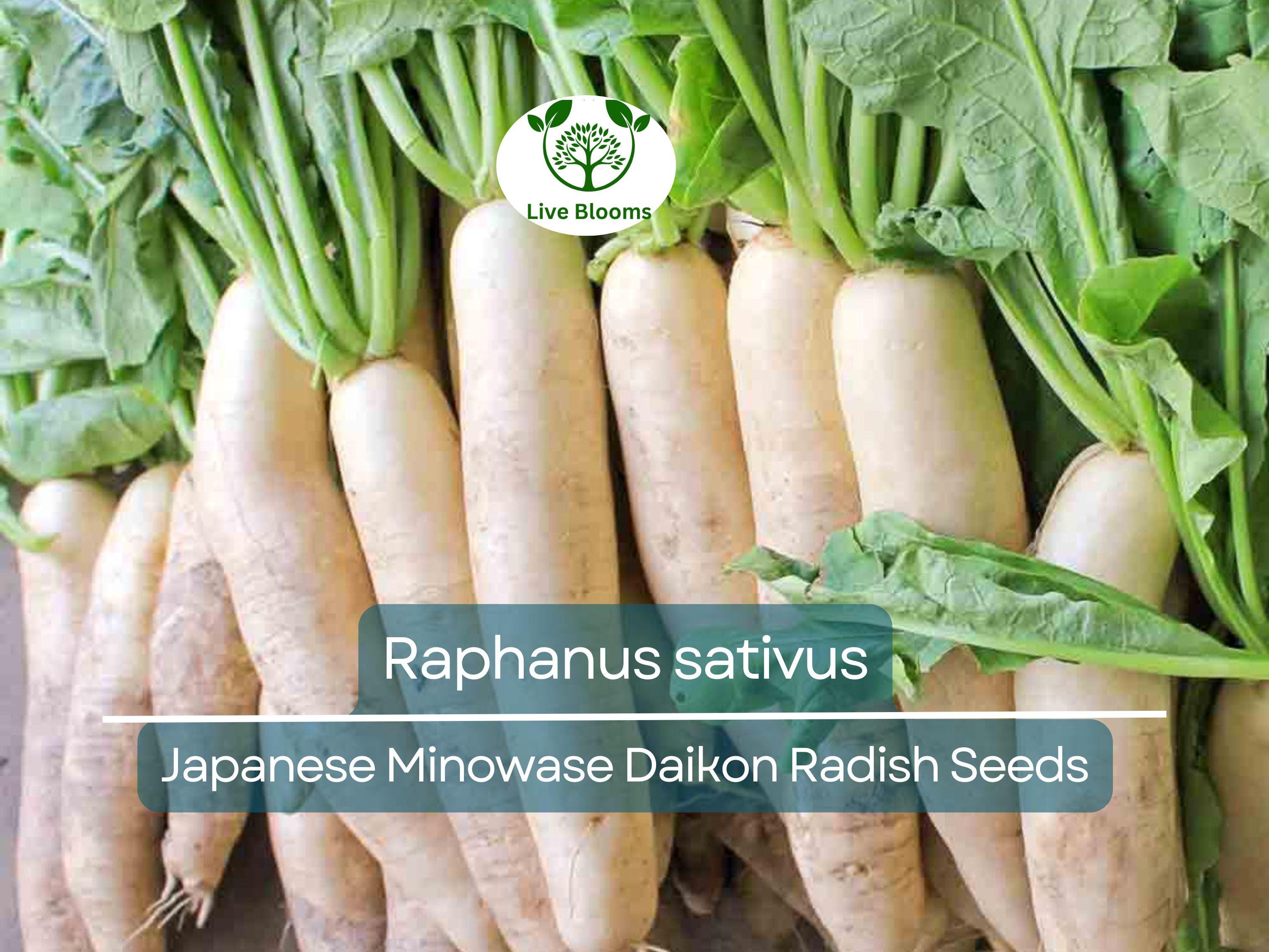 1 Gram Seeds Japanese Minowase Daikon Radish – Raphanus sativus | Heirloom Seeds for Planting, Gardening & Crisp White Harvests