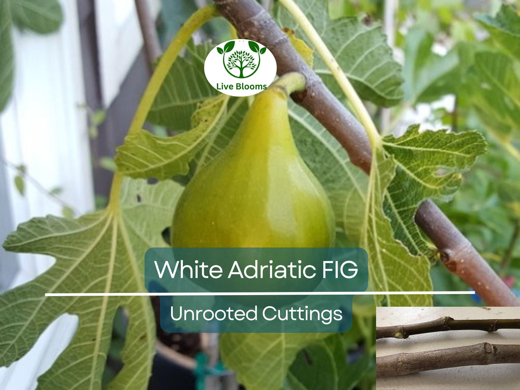 5 White Adriatic Fig Unrooted Cuttings 6-8" - Ficus carica - Sweet, Delicious Fresh Figs for Propagation & Home Gardens