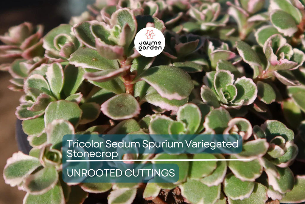 Tricolor Sedum Spurium Variegated Stonecrop | 4 Live Succulent Cuttings (2"-4") | Hardy, Colorful Ground Cover