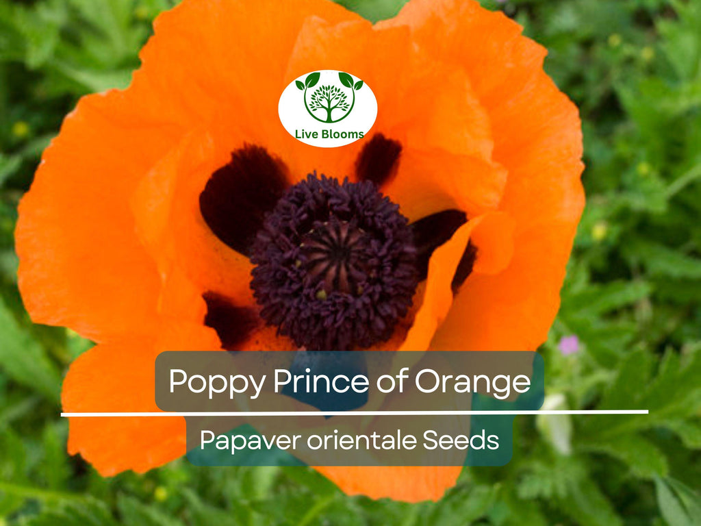 500 Seeds Oriental Poppy ‘Prince of Orange’ – Papaver orientale – Non-GMO Perennial Red-Orange Blooms for Pollinators & Cut Flowers