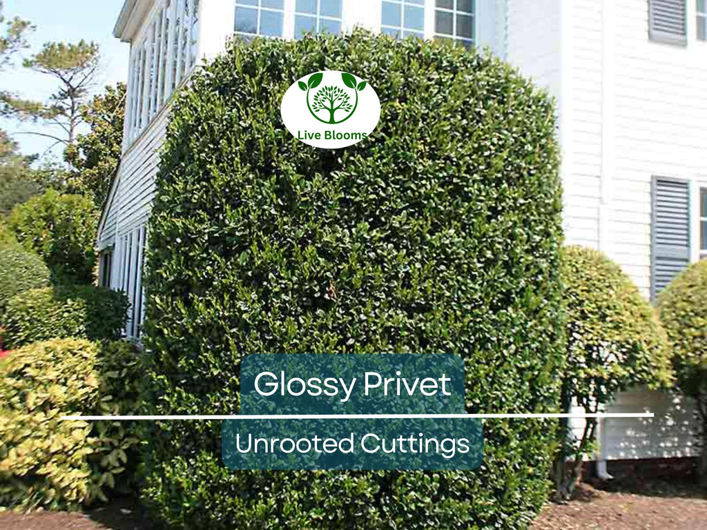 20 Ligustrum Glossy Privet Unrooted Cuttings 8" Evergreen Privacy Hedge Waxleaf, Fast Growing, Dense Shrub for Fencing, Landscape Planting