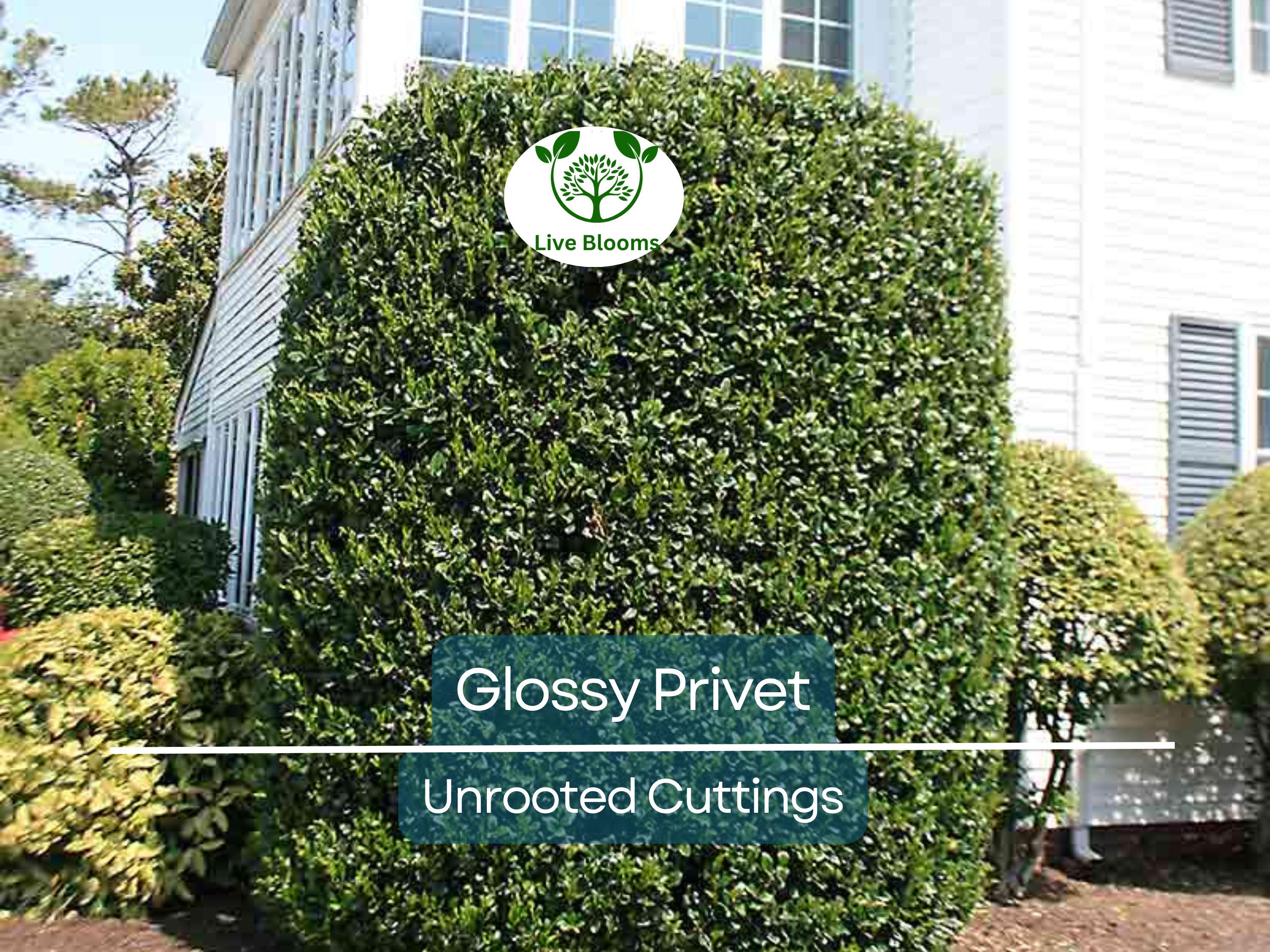 20 Ligustrum Glossy Privet Unrooted Cuttings 8" Evergreen Privacy Hedge Waxleaf, Fast Growing, Dense Shrub for Fencing, Landscape Planting