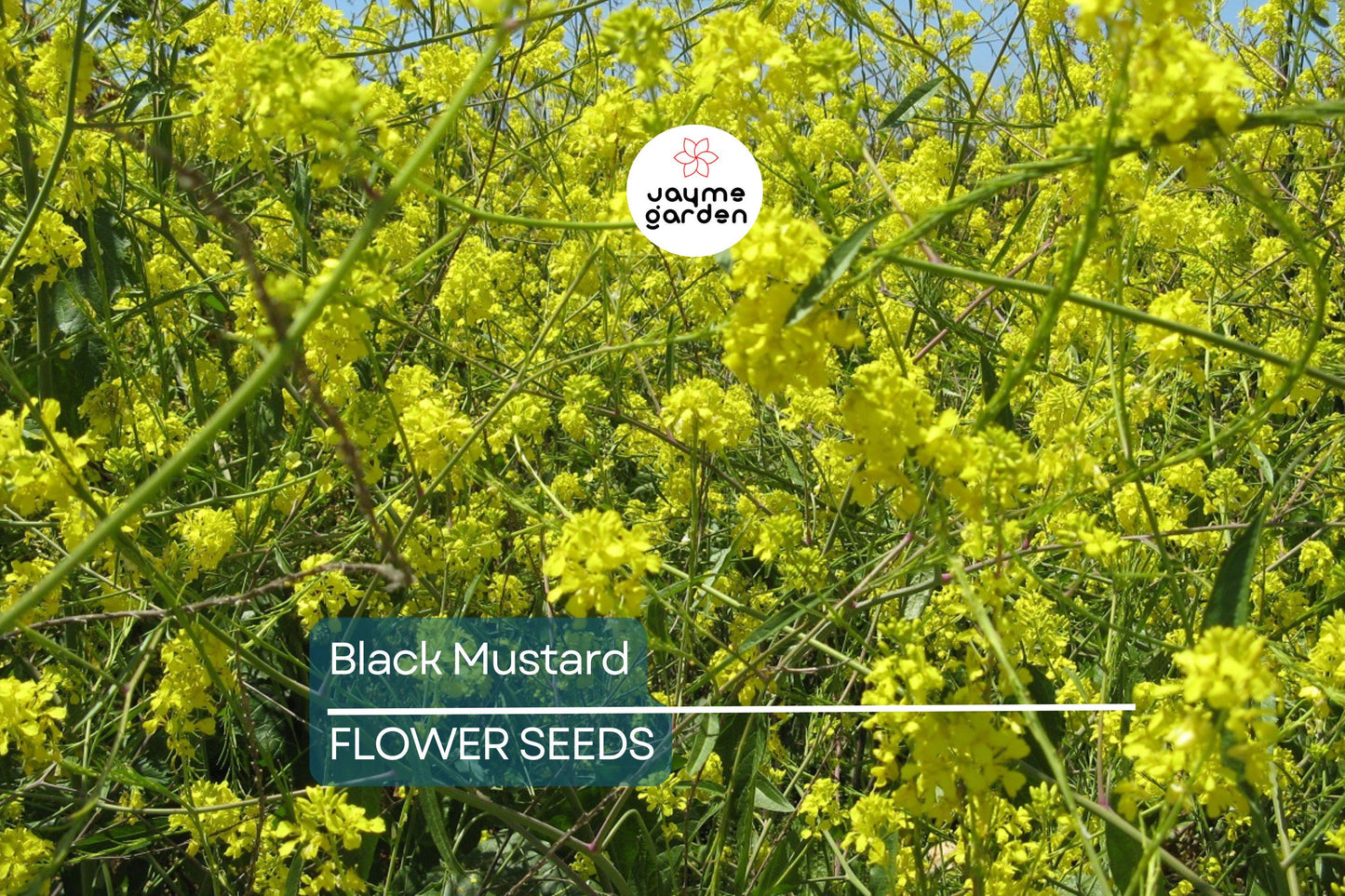 1,000 Black Mustard Seeds - Heirloom Brassica nigra, Culinary & Medicinal Spice, Non-GMO