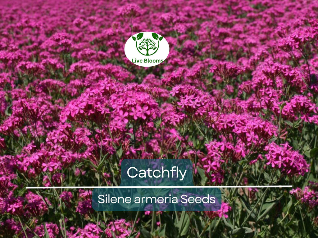 2000 Catchfly Seeds, None-So-Pretty Purple Flowers, Rock Gardens, Pollinators, Butterflies, Silene, Non-GMO, Hardy Perennials