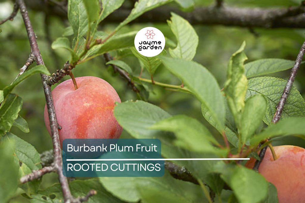 6 Burbank Plum Fruit Tree Scion Cuttings 6-10 Inches | Rooting, Grafting, High-Quality Plum