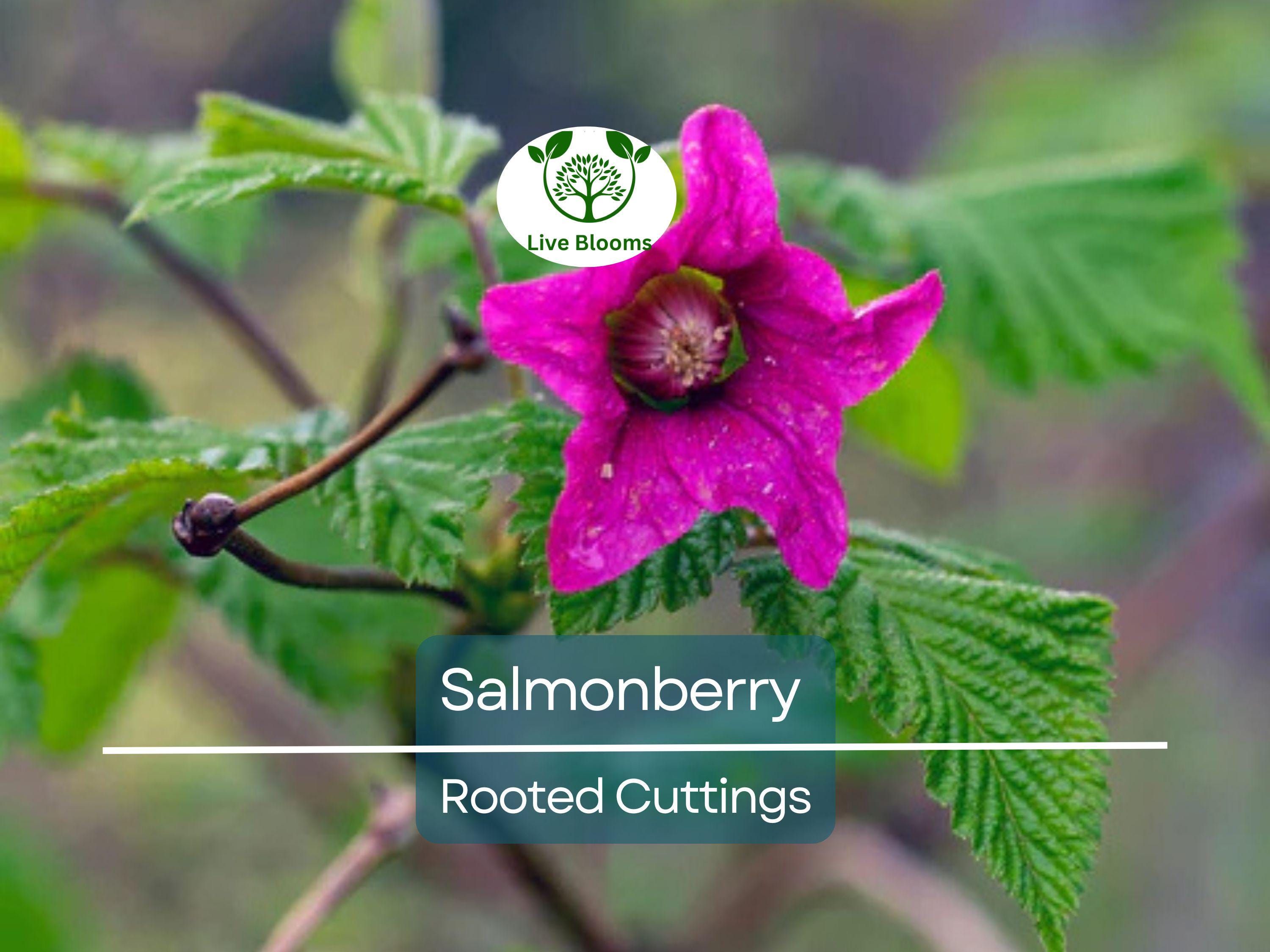 5 Salmonberry Rooted Cuttings 4-5" | Rubus spectabilis, Edible Berry, Native Shrub, Fruit Bush, Hardy Perennial, Gardening, Landscaping