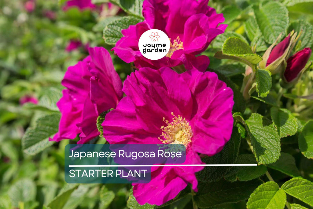 Japanese Rugosa Rose Starter Plant | Live Bare Root 6"-12" | Hardy, Fragrant Rose for Zones 5-10 | Salt-Tolerant with Pink Flowers