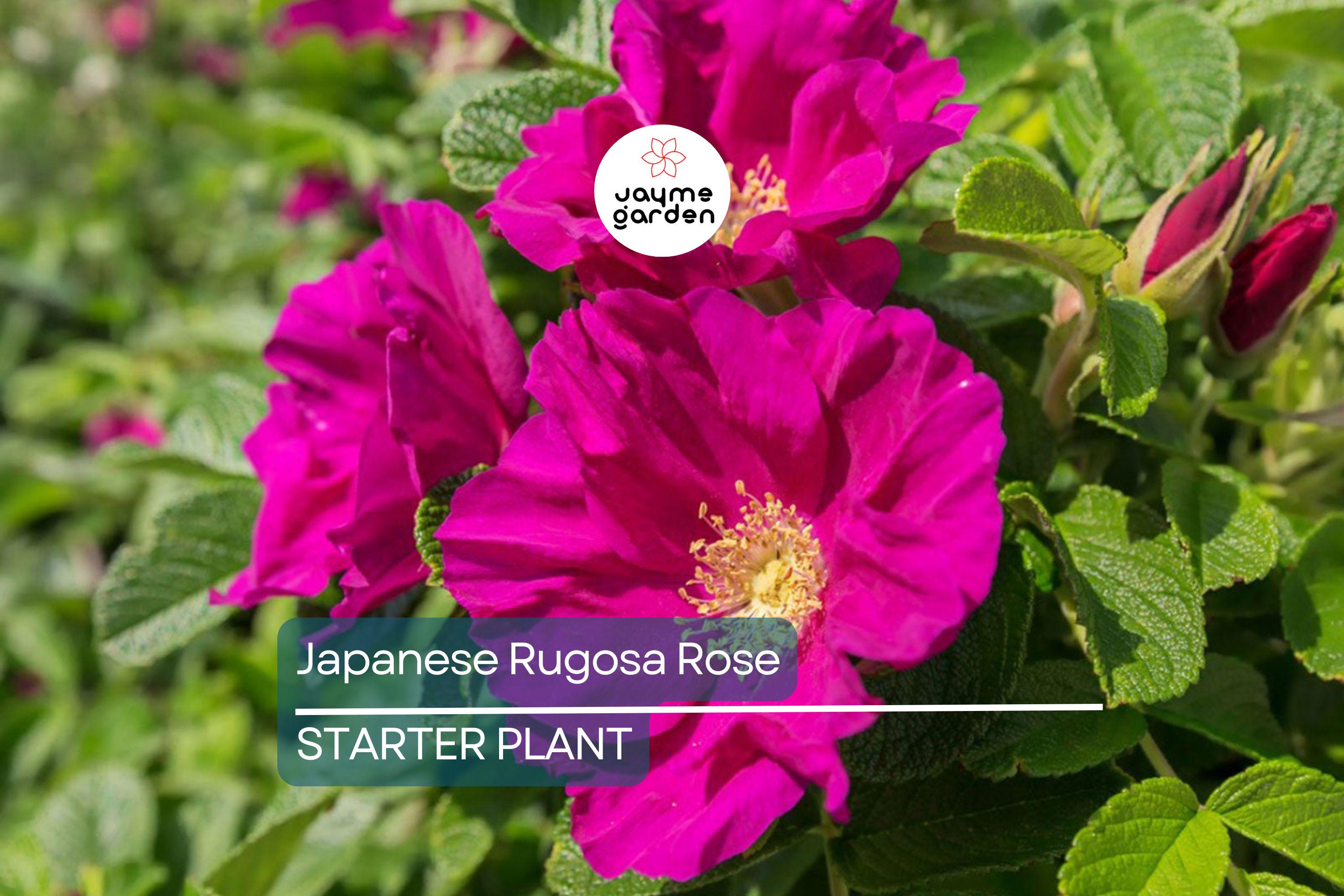 Japanese Rugosa Rose Starter Plant | Live Bare Root 6"-12" | Hardy, Fragrant Rose for Zones 5-10 | Salt-Tolerant with Pink Flowers