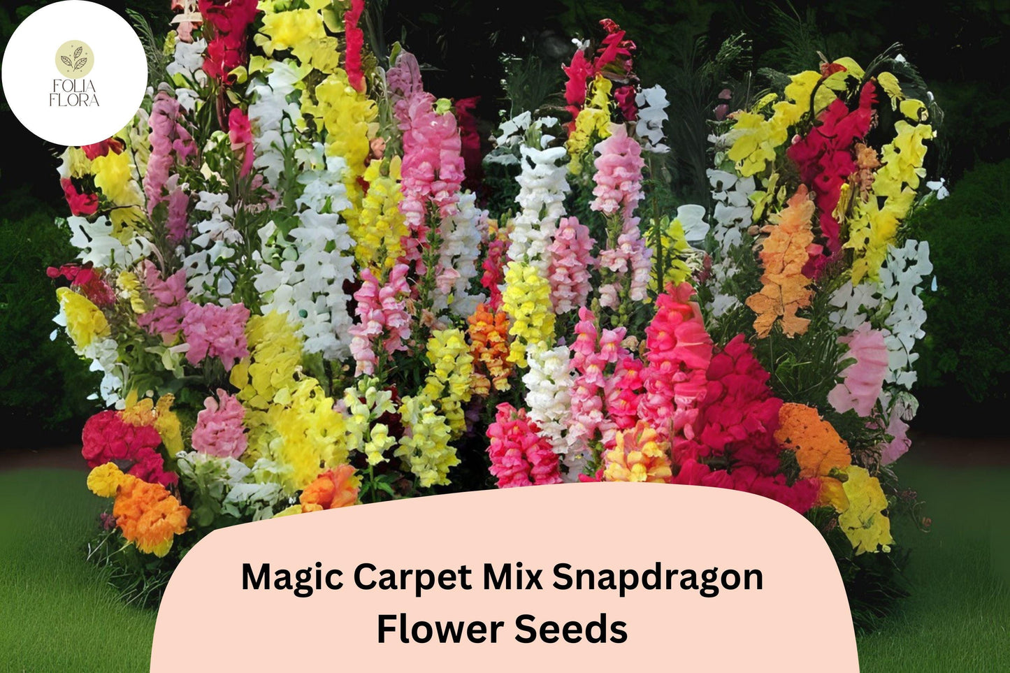 Antirrhinum majus Magic Carpet Mix Snapdragon Seeds – 1000+ Vibrant Blooms for Garden & Cut Flowers
