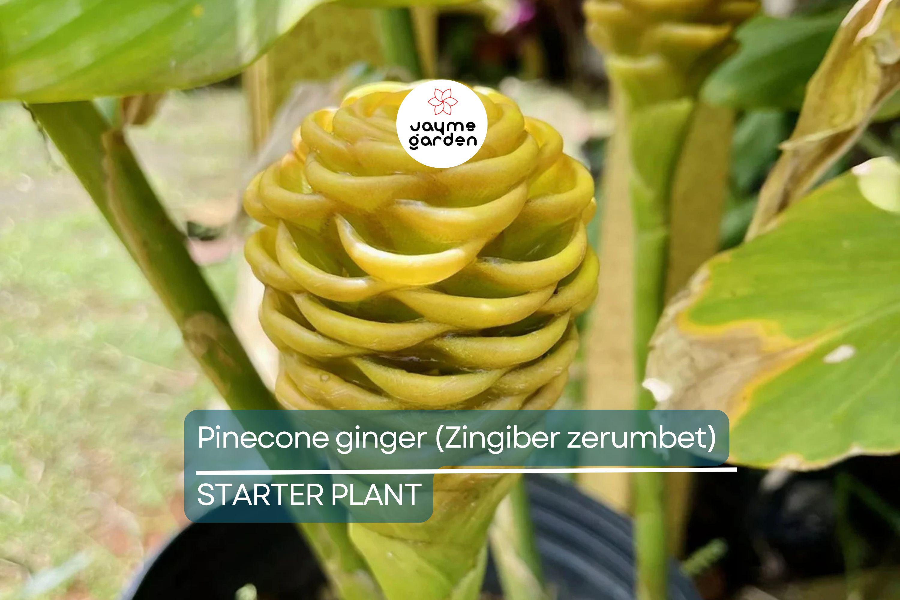 Pinecone Ginger Plant (Zingiber zerumbet) Tropical Ornamental Live Starter | Vibrant Cone-Shaped Flowers & Glossy Foliage