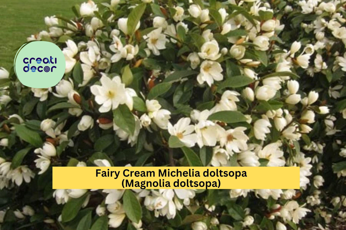 Fairy Cream Michelia Magnolia – Michelia doltsopa – Well-Rooted Live Tree, Cream Fragrant Blooms, Evergreen Flowering Plant