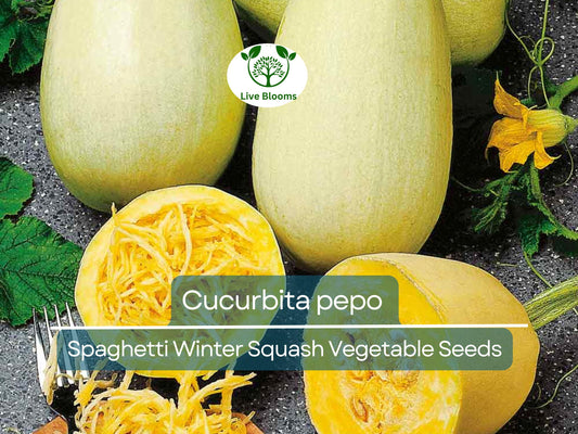 1000 mg Spaghetti Winter Squash Seeds - Cucurbita pepo | Heirloom Squash for Planting, Gardening & Healthy Pasta Alternative