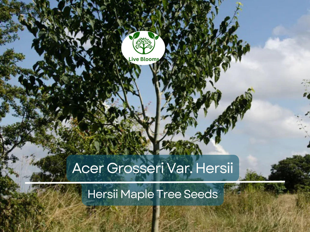 10 Seeds Acer Grosseri Var. Hersii (Hersii Maple) for Planting - Rare Hardy Tree, Ideal for Bonsai, Landscaping, & Gardens - Tree Seeds